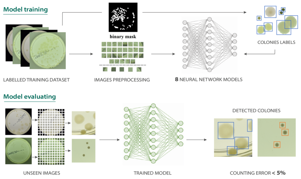 Detected microbial colonies with object detection algorithms 