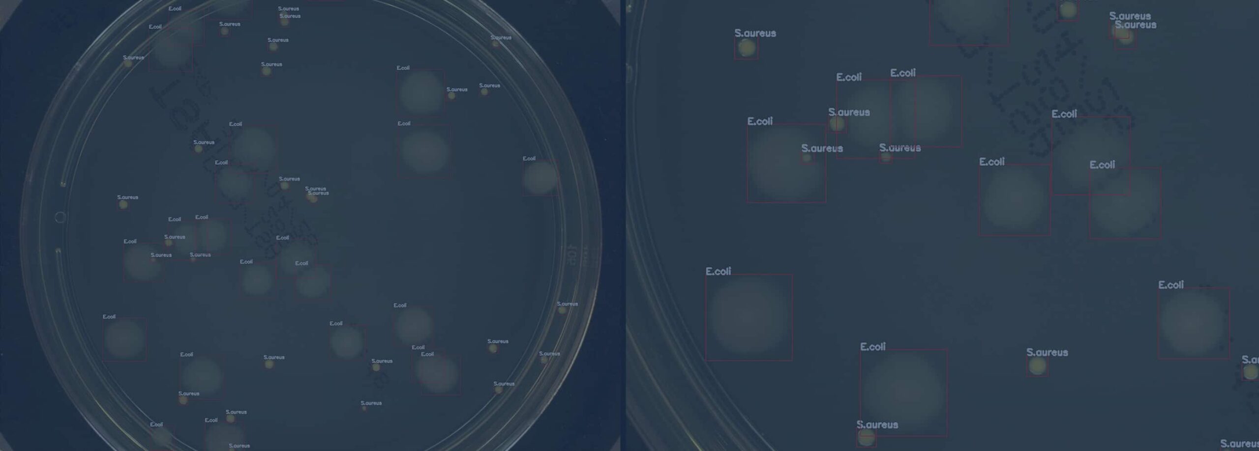 Recognition and counting of microorganisms on Petri dishes