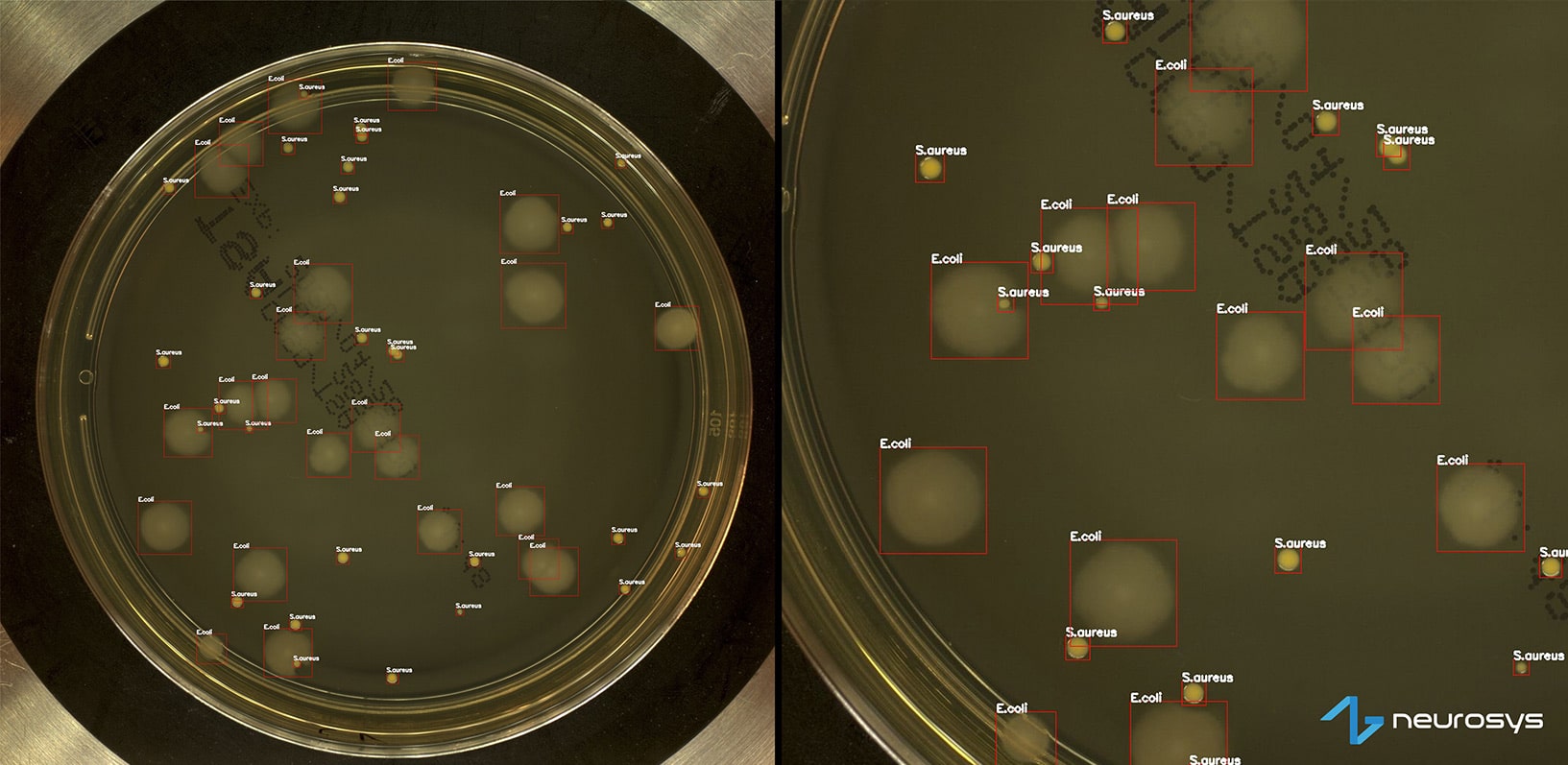 automated recognition min