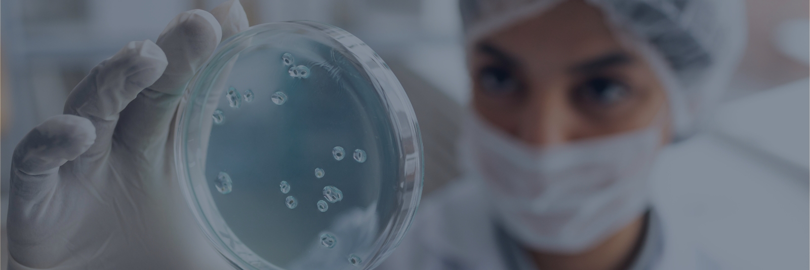 laboratory bacterial colony