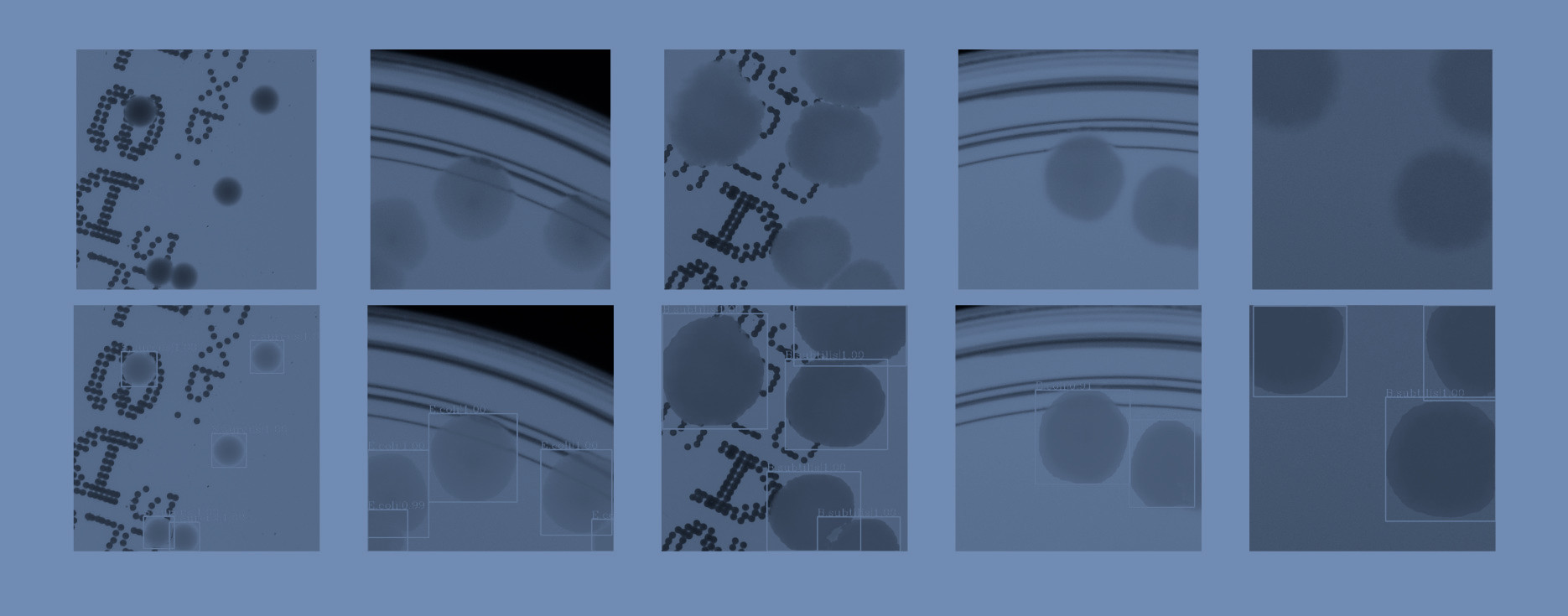 deep learning in microbiology